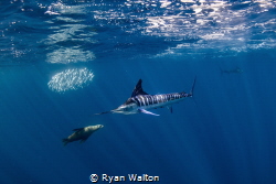 Striped Marlin in the chase for its next meal! by Ryan Walton 